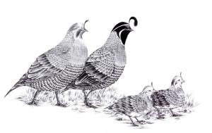 A Decision and a Quail Family moment